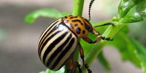 Kako otrovati koloradsku bubu na krompiru